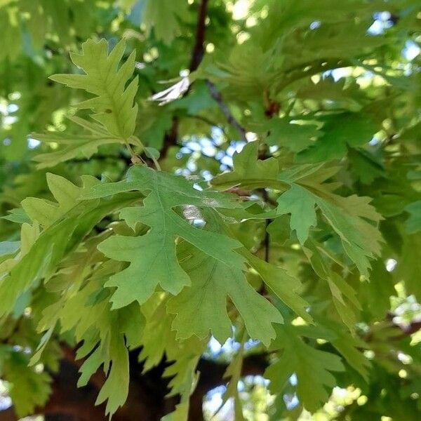 Quercus cerris Frunză