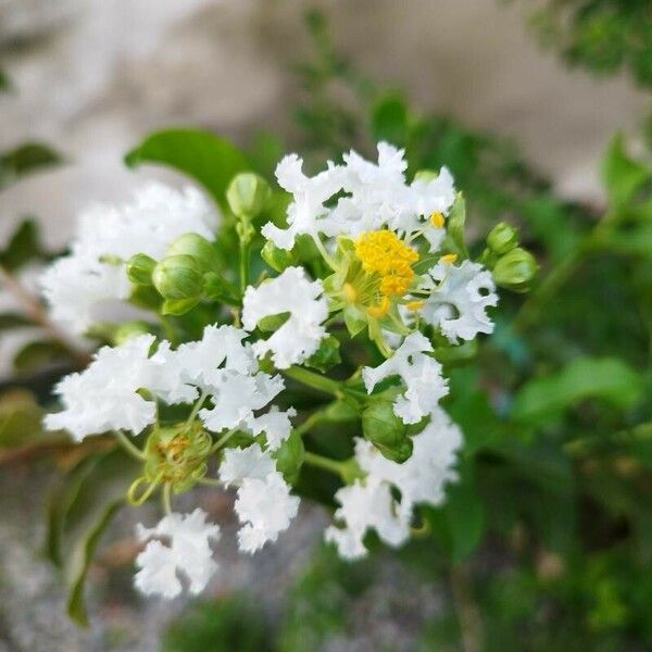 Malpighia emarginata Flower