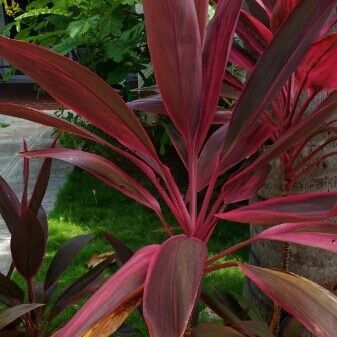 Cordyline fruticosa List