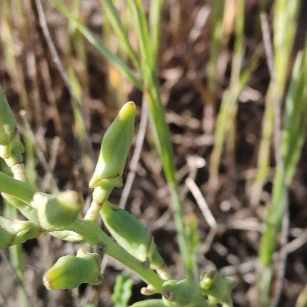 Cakile maritima Fruit