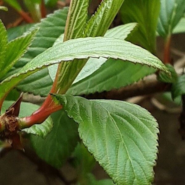 Viburnum × bodnantense 葉