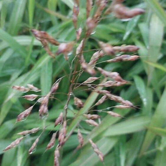 Sorghum halepense Квітка