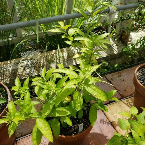 Cestrum nocturnum Habit