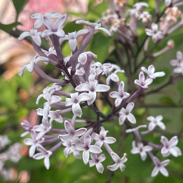 Syringa pubescens Kukka