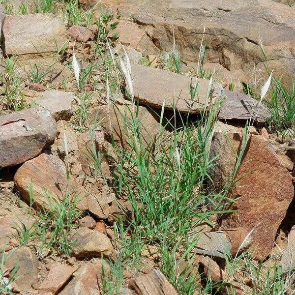 Tetrapogon cenchriformis Blad