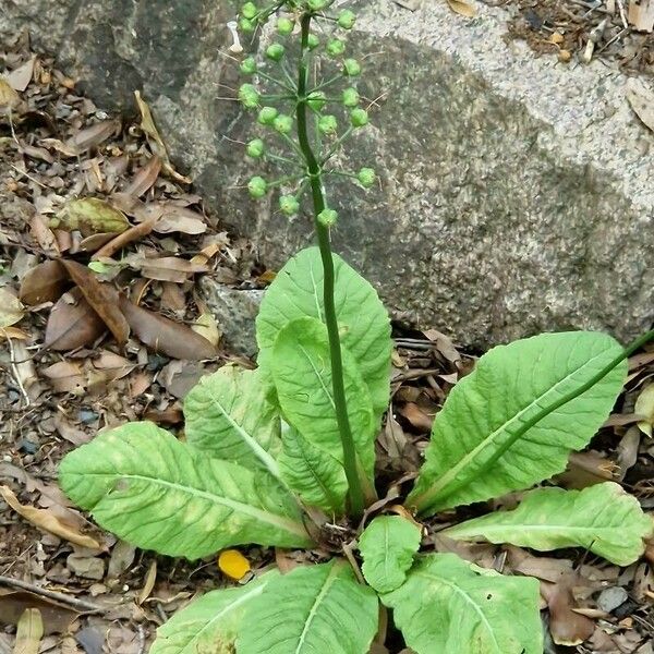 Primula bulleyana ফল