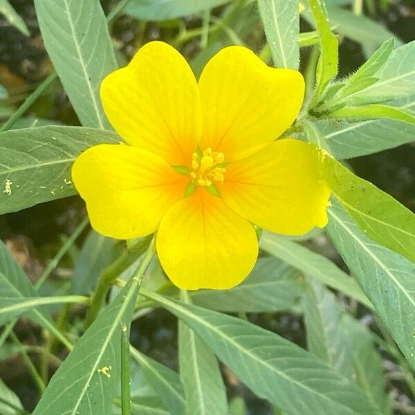 Ludwigia grandiflora Flower