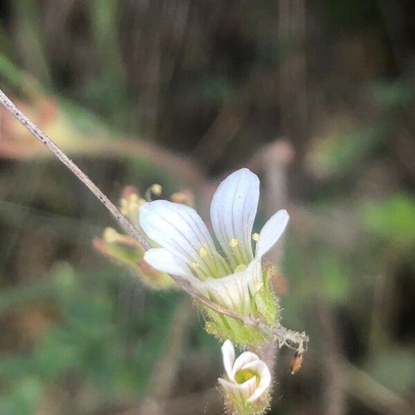 Saxifraga granulata Flower