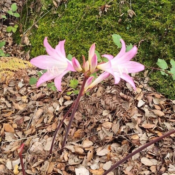 Amaryllis belladonna Blüte