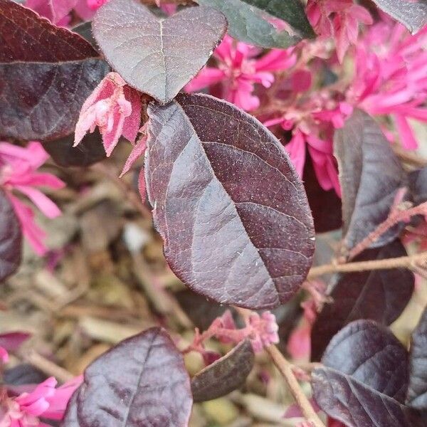 Loropetalum chinense Yaprak