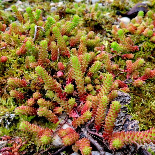 Sedum sexangulare Habit