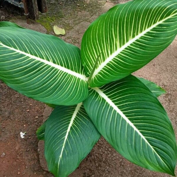 Dieffenbachia oerstedii Leaf