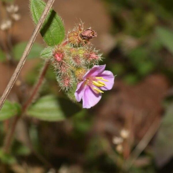 Melastoma malabathricum Blomst