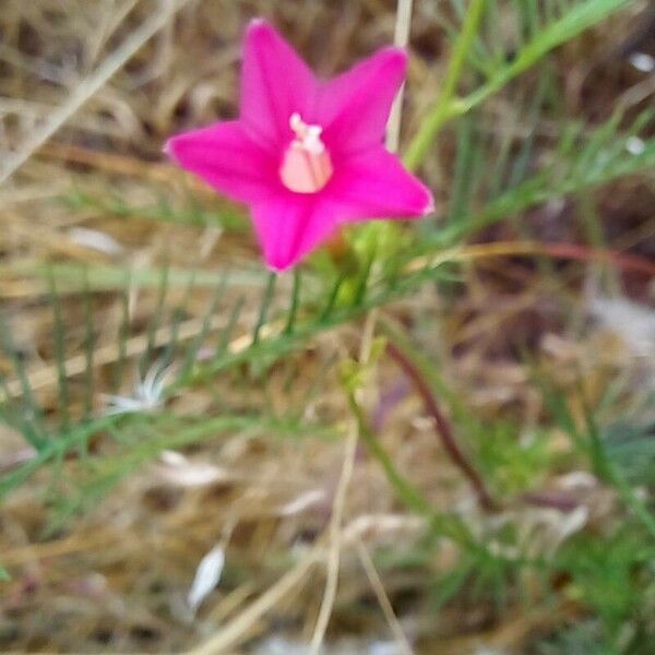 Ipomoea quamoclit Flor