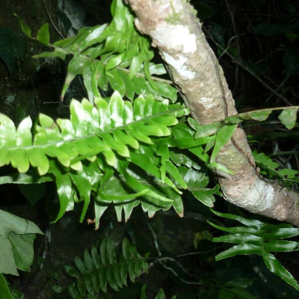 Arthropteris palisotii Leaf