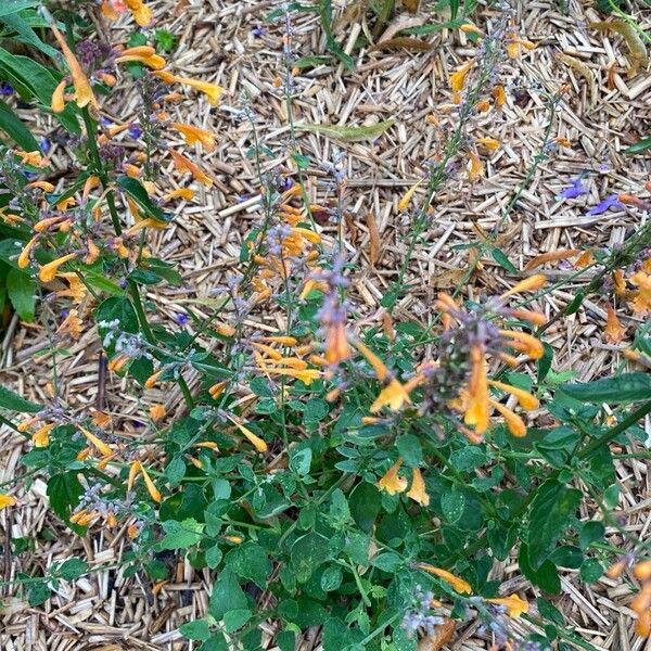 Salvia coccinea Flor