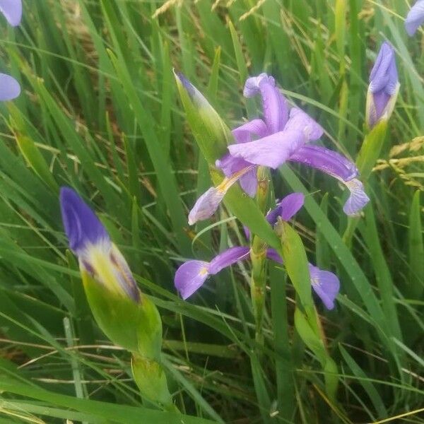 Iris versicolor പുഷ്പം