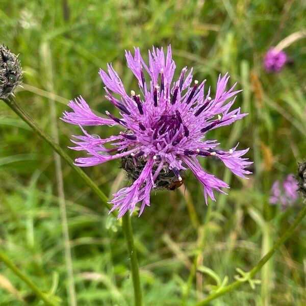 Centaurea scabiosa Blüte