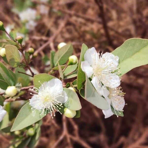 Campomanesia adamantium Flower