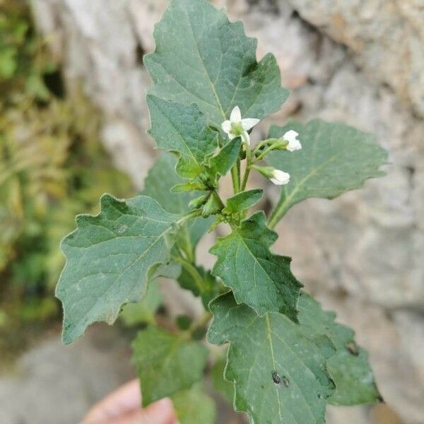 Solanum physalifolium Çiçek