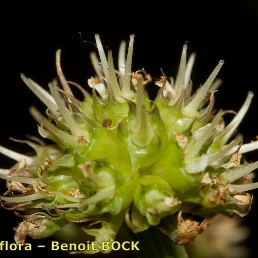 Oenanthe globulosa Fruit