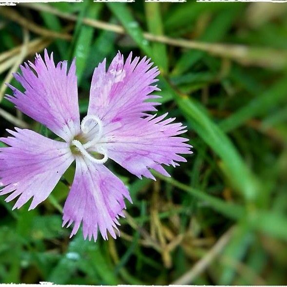 Dianthus hyssopifolius Цвят