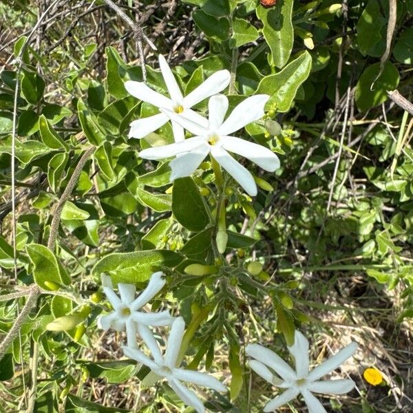 Jasminum fluminense Fleur