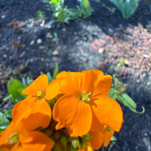 Erysimum asperum Flower