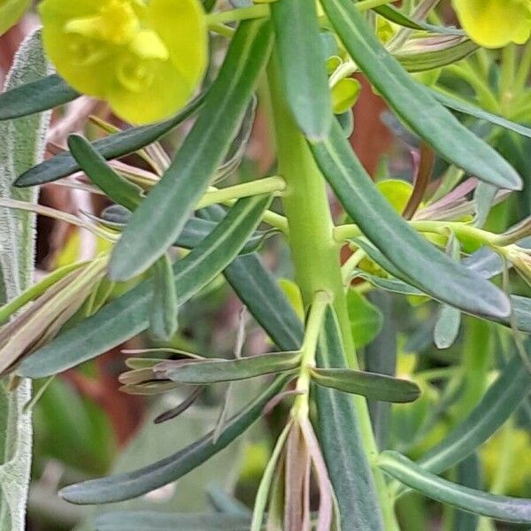 Euphorbia cyparissias Folio