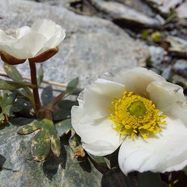 Ranunculus glacialis Blüte