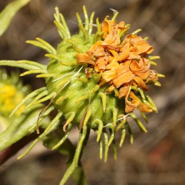 Grindelia integrifolia Flors