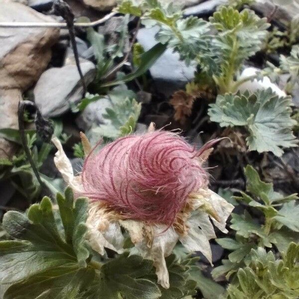 Geum reptans Fruit