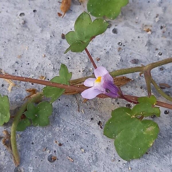 Cymbalaria muralis 樹皮