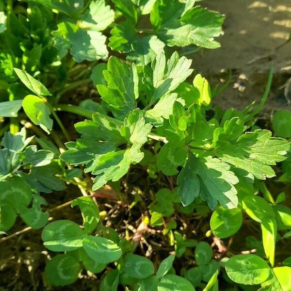 Ranunculus repens Feuille