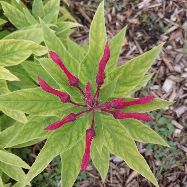 Lobelia tupa Flower