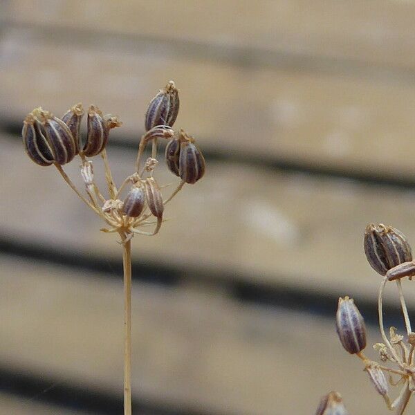 Petroselinum crispum Fruit