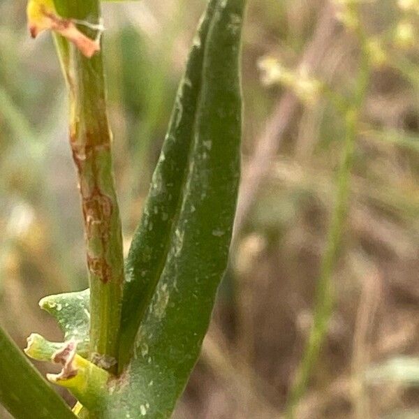 Rumex intermedius Leaf