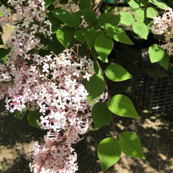 Syringa pubescens Virág