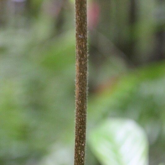 Antirhea borbonica Bark