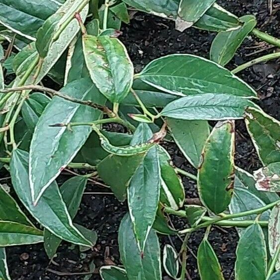 Leucothoe fontanesiana Blatt