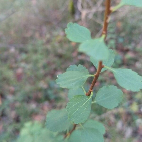 Spiraea trilobata Листок