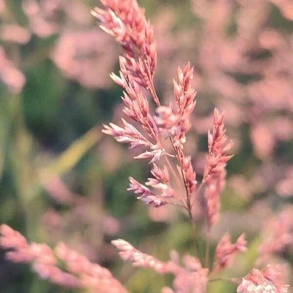 Agrostis stolonifera Bloem