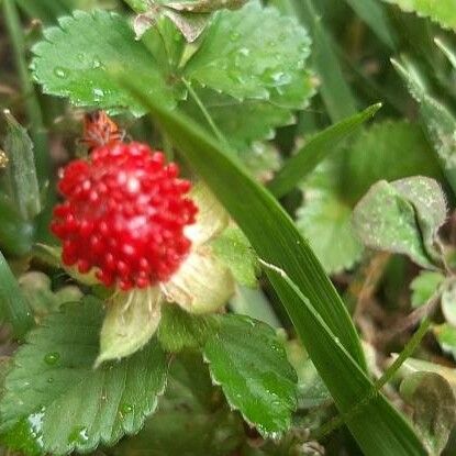 Potentilla indica Fruto