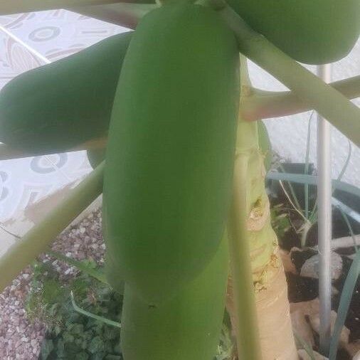 Carica papaya Fruit