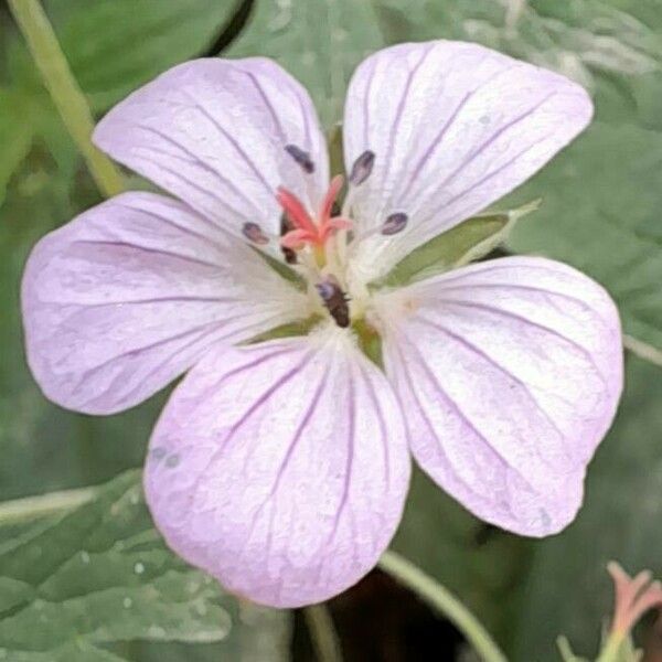 Geranium bicknellii Flor