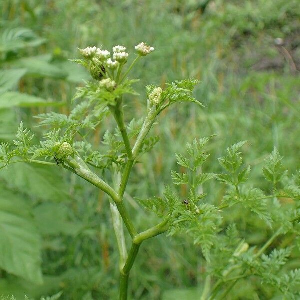 Oenanthe aquatica Vekstform