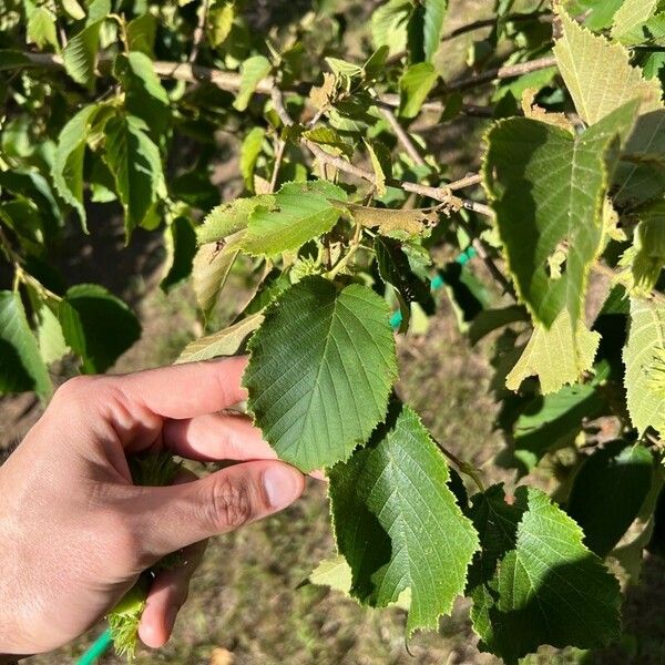 Corylus americana Leaf