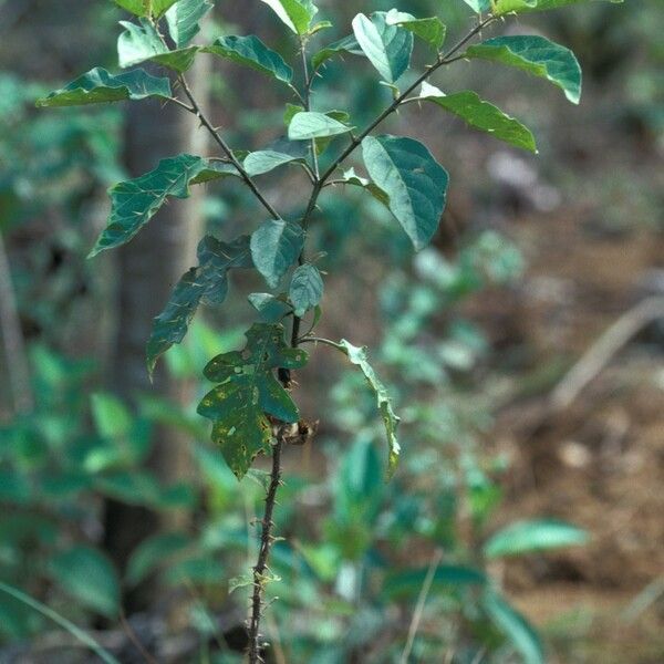 Solanum subinerme Habitat