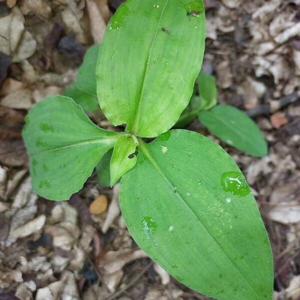 Commelina benghalensis ഇല