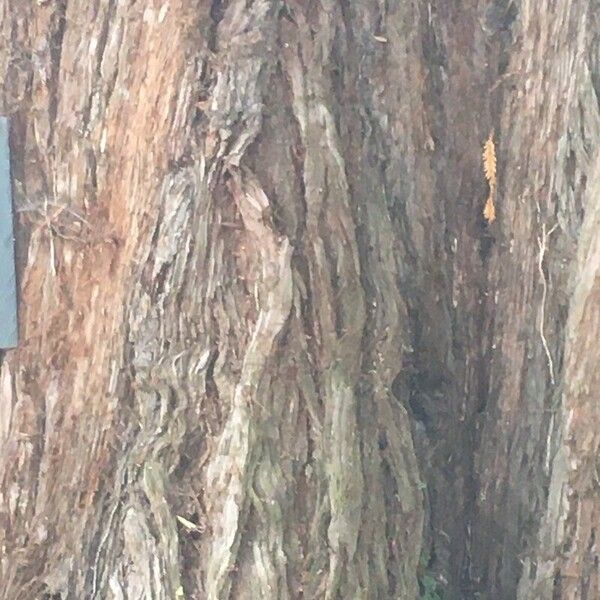 Sequoia sempervirens Bark